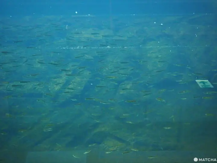 【北海道 中標津】走入鮭魚的生命時光機。鮭魚科學博物館