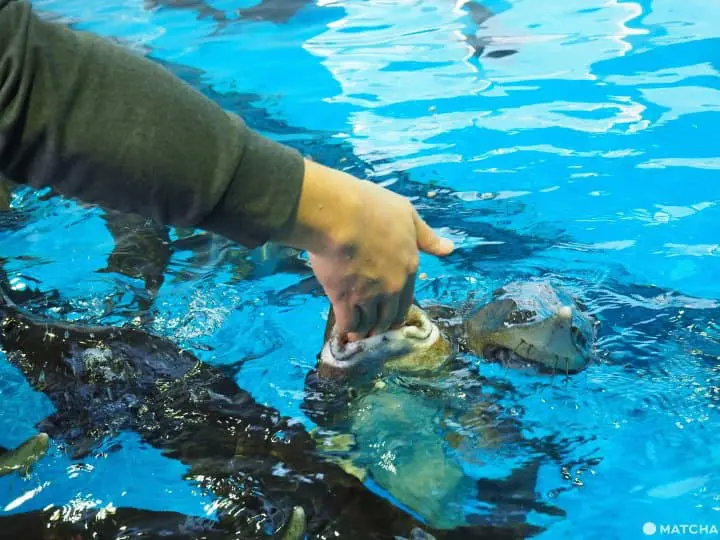 【北海道 中標津】走入鮭魚的生命時光機。鮭魚科學博物館