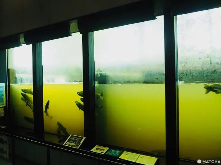 【北海道 中標津】走入鮭魚的生命時光機。鮭魚科學博物館
