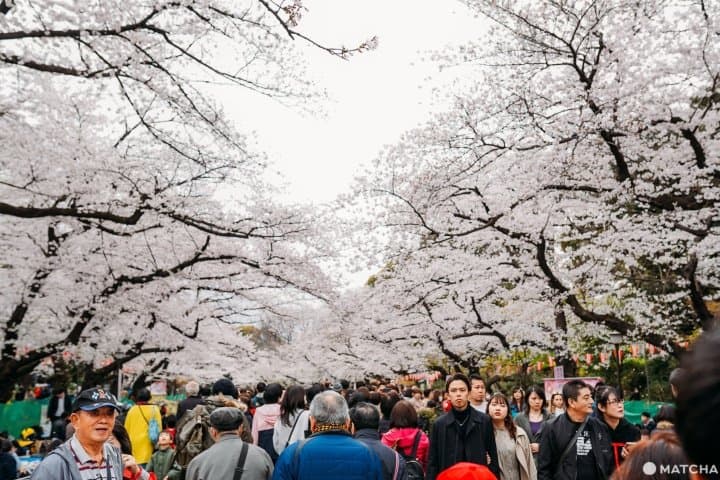 上野公园樱花祭