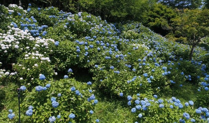 紫陽花
