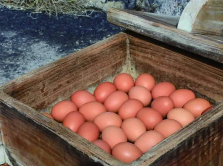 長崎再發掘・自駕精華遊!