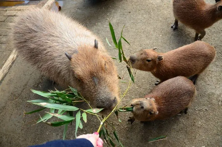 長崎再發掘・自駕精華遊！