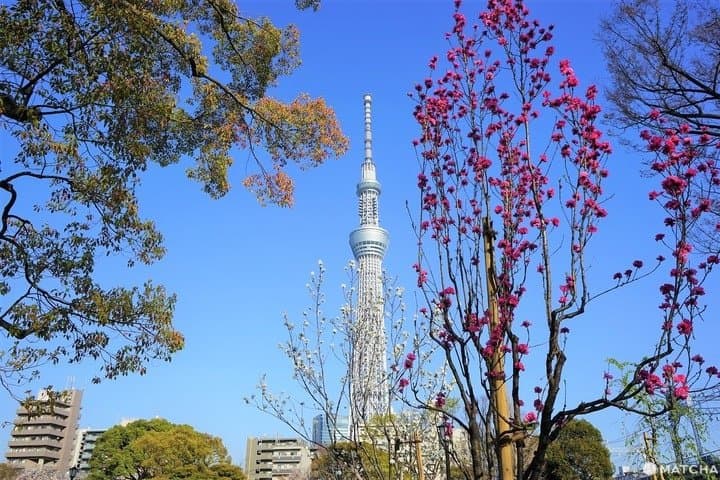 Sakura in Tokyo 2020 - Sumida Park