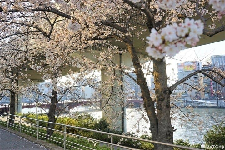 Sakura in Tokyo 2020 - Sumida Park