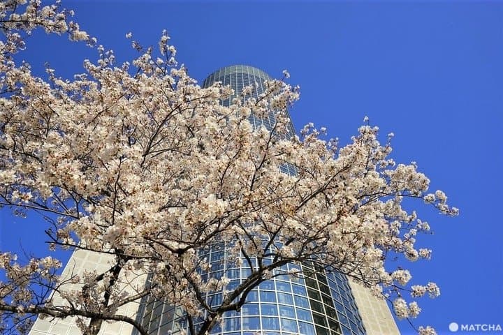 Sakura in Tokyo 2020 - Sumida Park