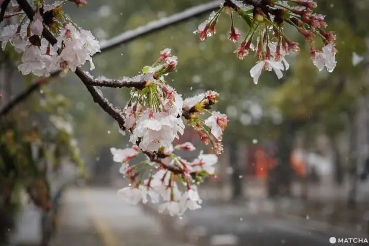 ซากุระท่ามกลางหิมะในชิบะ 2020