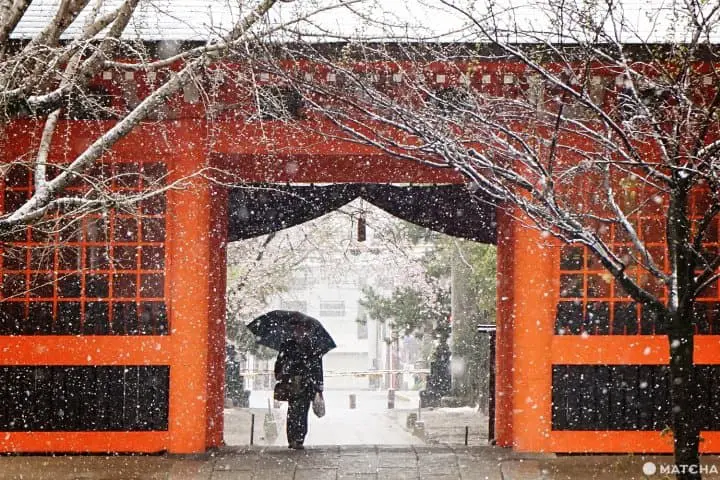 ซากุระท่ามกลางหิมะในชิบะ 2020