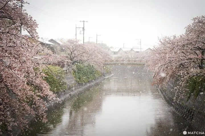 ซากุระท่ามกลางหิมะในชิบะ 2020