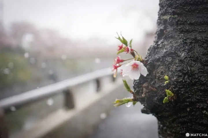 ซากุระท่ามกลางหิมะในชิบะ 2020