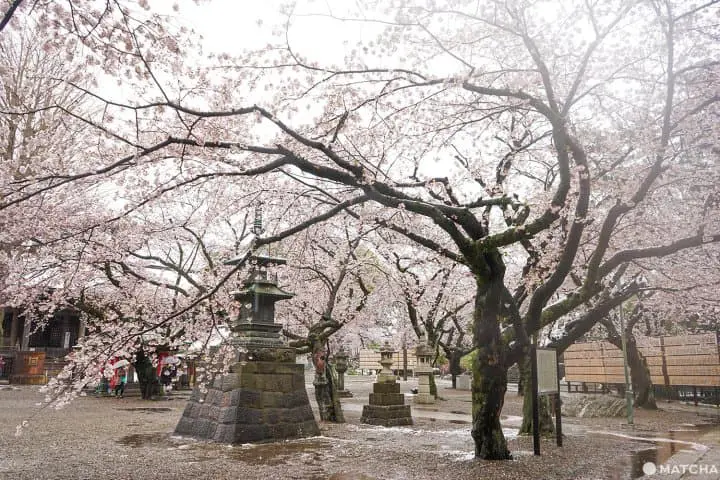 ซากุระท่ามกลางหิมะในชิบะ 2020