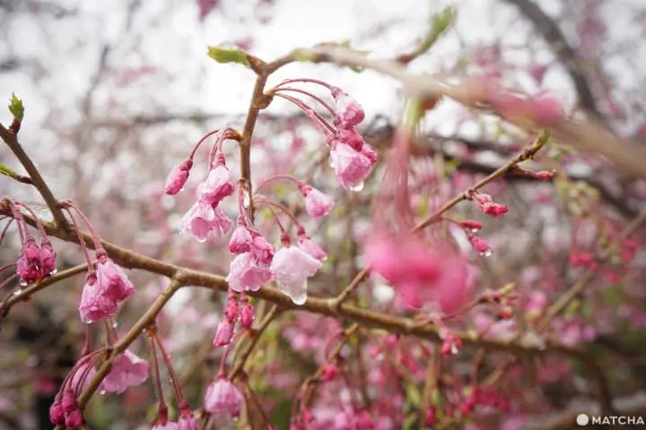 ซากุระท่ามกลางหิมะในชิบะ 2020