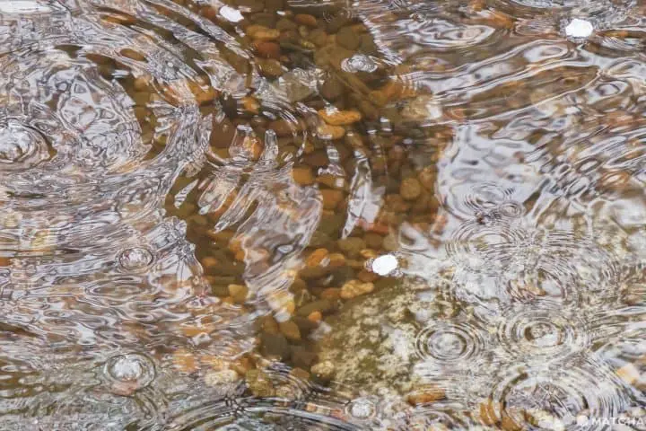 ซากุระท่ามกลางหิมะในชิบะ 2020