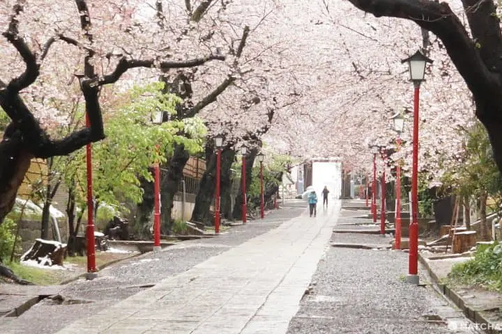 ซากุระท่ามกลางหิมะในชิบะ 2020