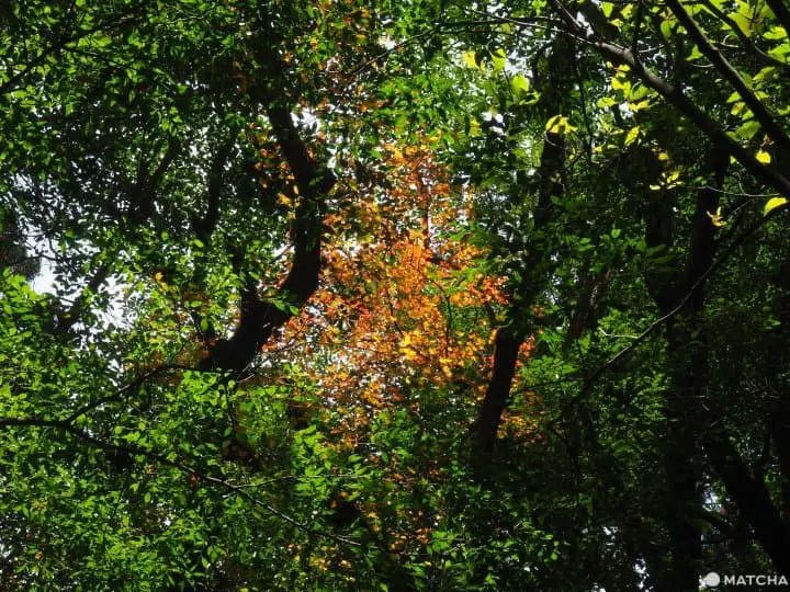 【屋久島 繩文杉】 走吧！深入讓人愛上登山的魔法森林