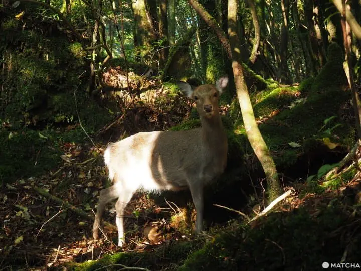 【屋久島 繩文杉】 走吧！深入讓人愛上登山的魔法森林