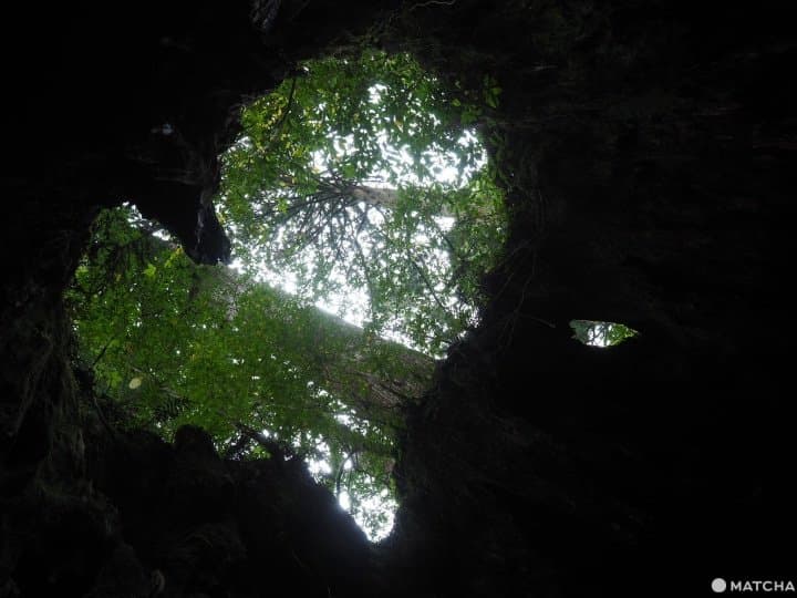 【屋久島 繩文杉】 走吧!深入讓人愛上登山的魔法森林