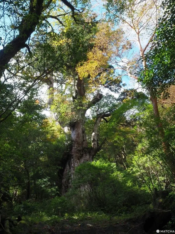 【屋久島 繩文杉】 走吧！深入讓人愛上登山的魔法森林