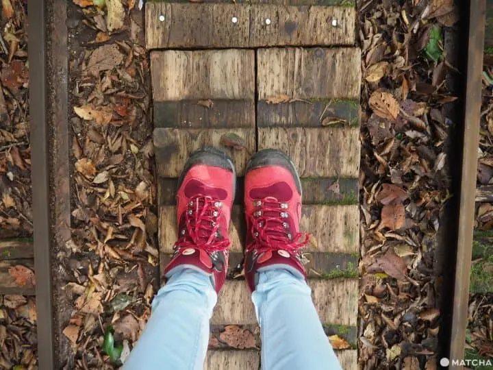 【屋久島 繩文杉】 走吧！深入讓人愛上登山的魔法森林