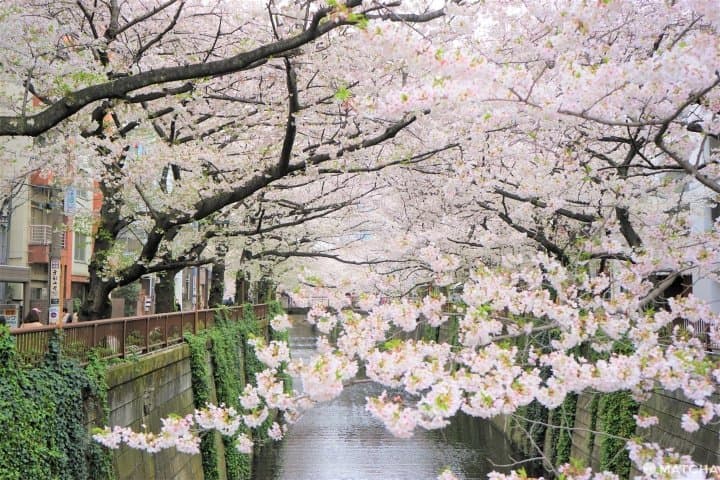 Sakura In Tokyo 2020 - Meguro River