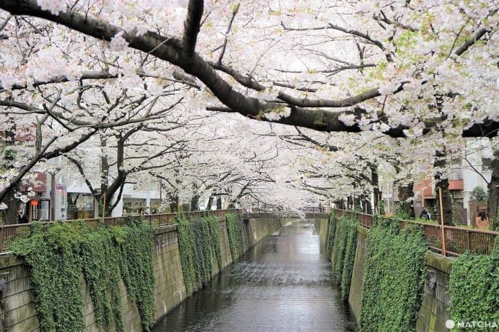 Sakura In Tokyo 2020 - Meguro River