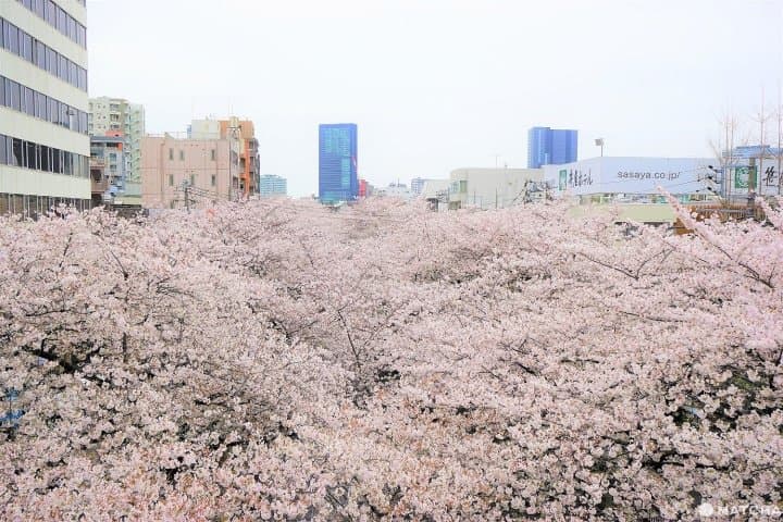 Sakura In Tokyo 2020 - Meguro River
