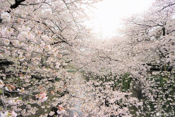 Sakura In Tokyo 2020 - Meguro River