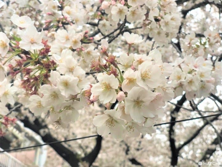 Sakura In Tokyo 2020 - Meguro River