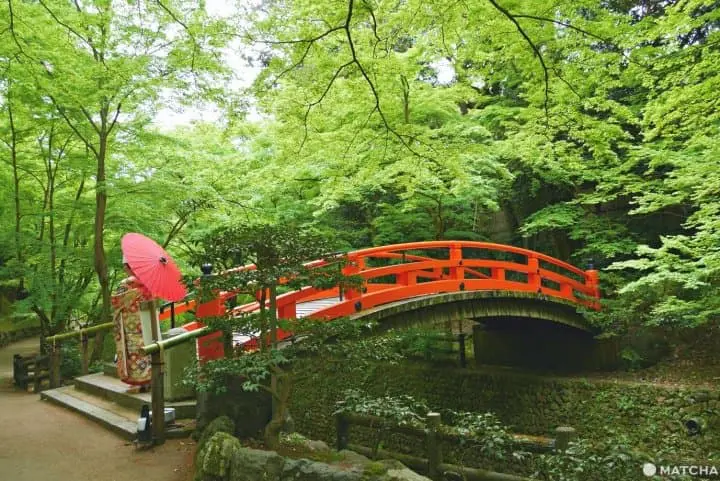 北野天満宮青もみじ