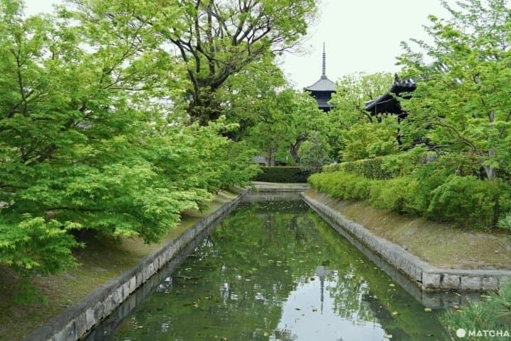 東寺青もみじ