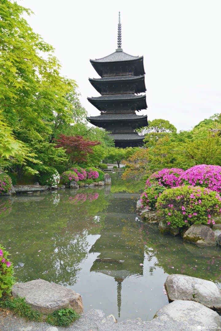 東寺青楓
