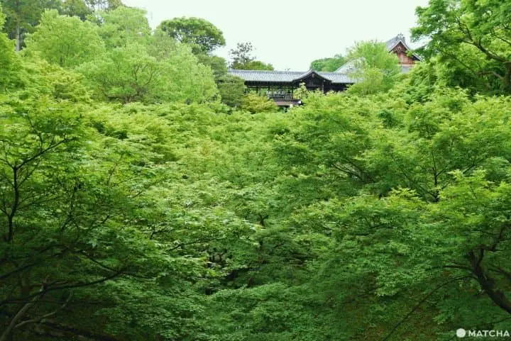 東福寺青楓