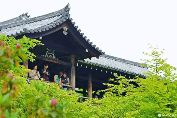 東福寺青もみじ