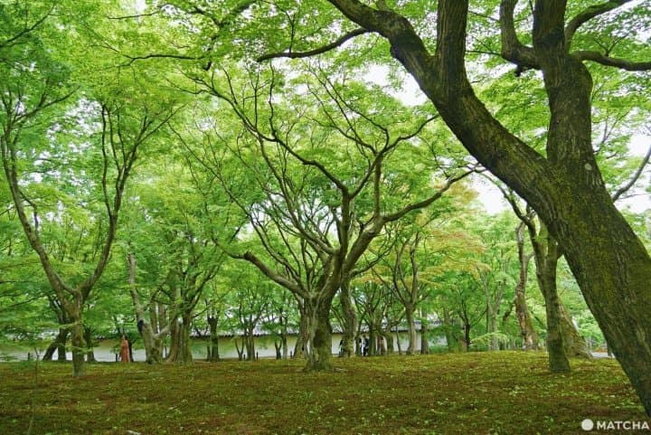 東福寺庭園