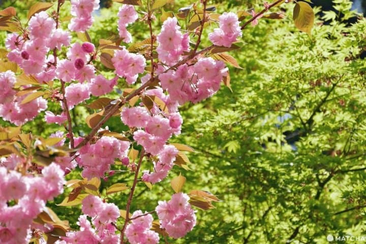 比叡山八重桜