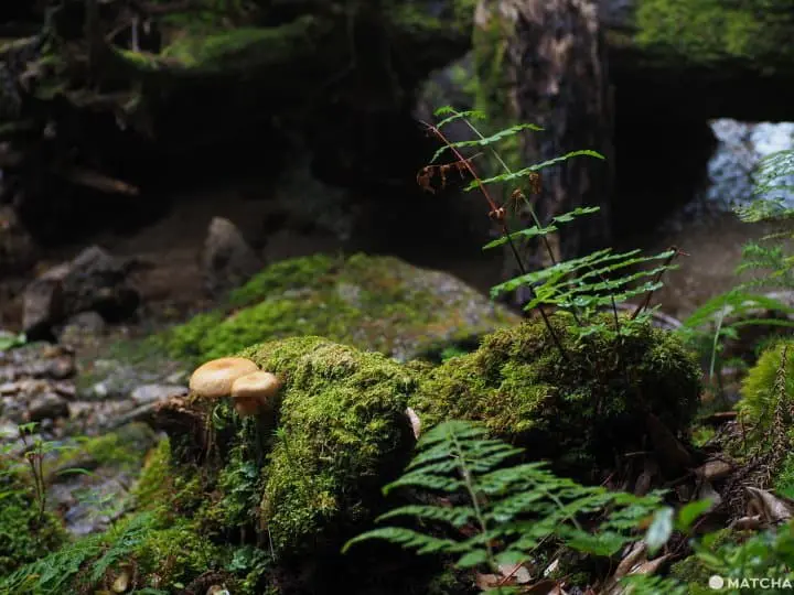 【屋久島 繩文杉】 走吧！深入讓人愛上登山的魔法森林