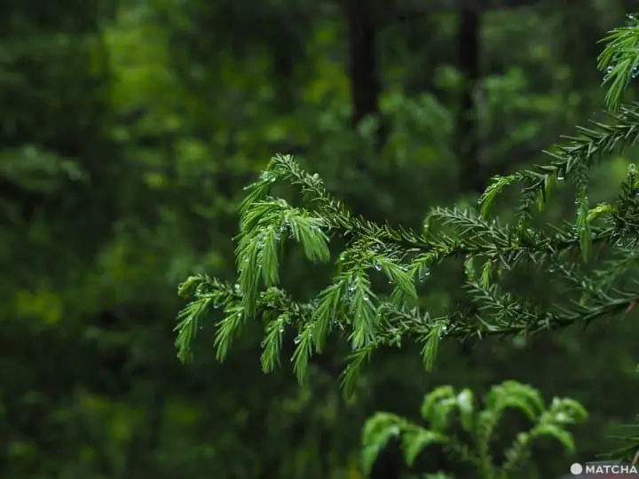 【屋久島 繩文杉】 走吧！深入讓人愛上登山的魔法森林