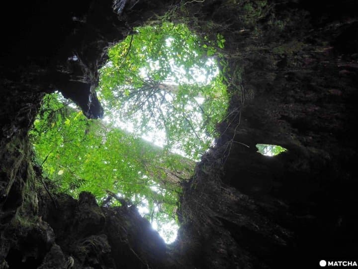 【屋久島】 登上世界遺產,成為「魔法公主」一起來尋找神木愛心吧!