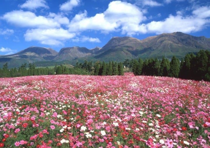 Kuju Flower Park