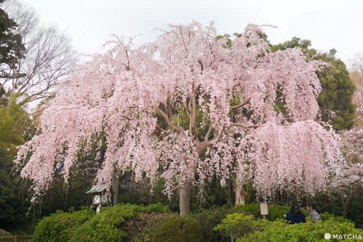 三春小櫻