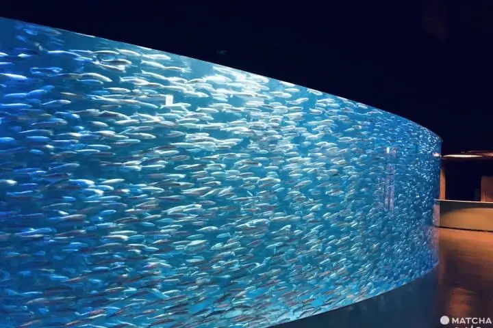 尼克斯海洋公園