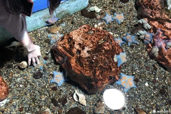 尼克斯海洋公園