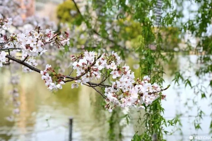 ueno park cherry blossoms