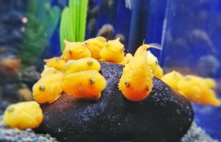 氣球魚