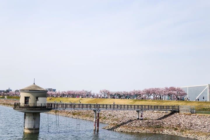 狹山池櫻花2