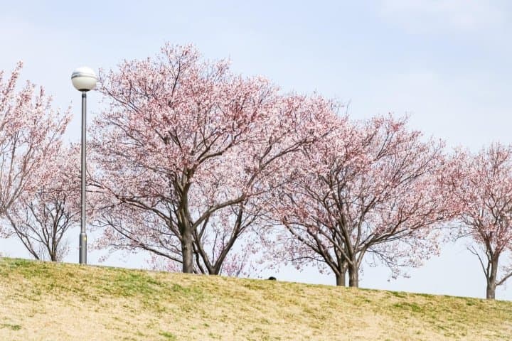 狹山池櫻花