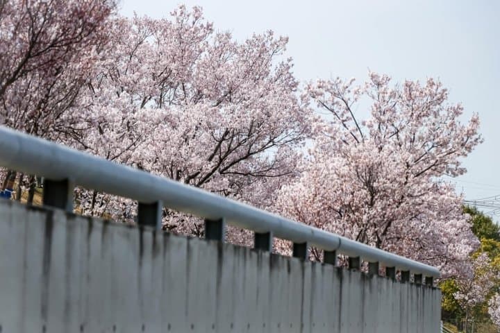 大阪櫻花
