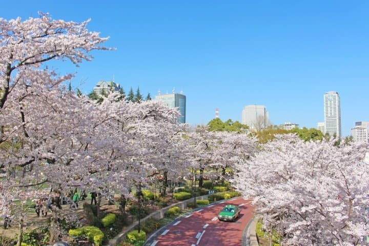 roppongi cherry blossoms