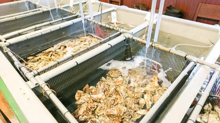 富山牡蠣專門店 入善 牡蠣ノ星