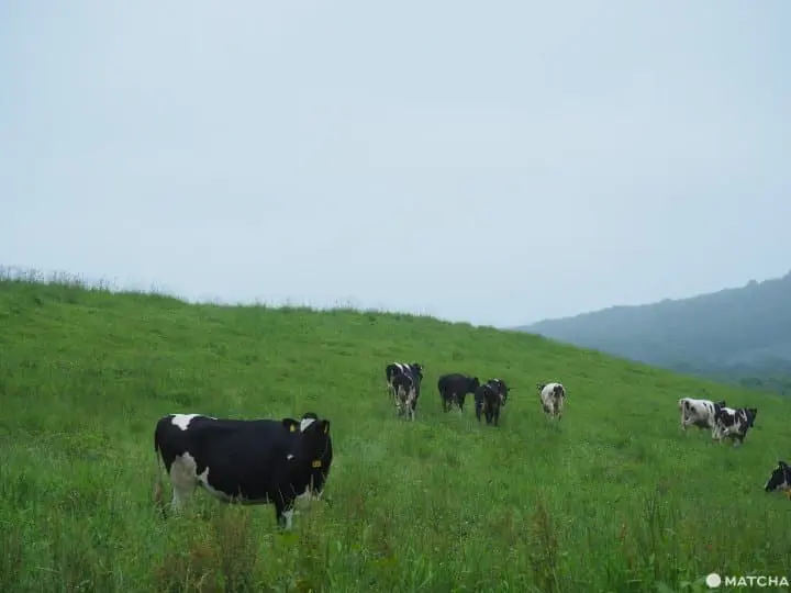 【北海道 中標津】見證地球是圓的！北海道遼闊草原絕景